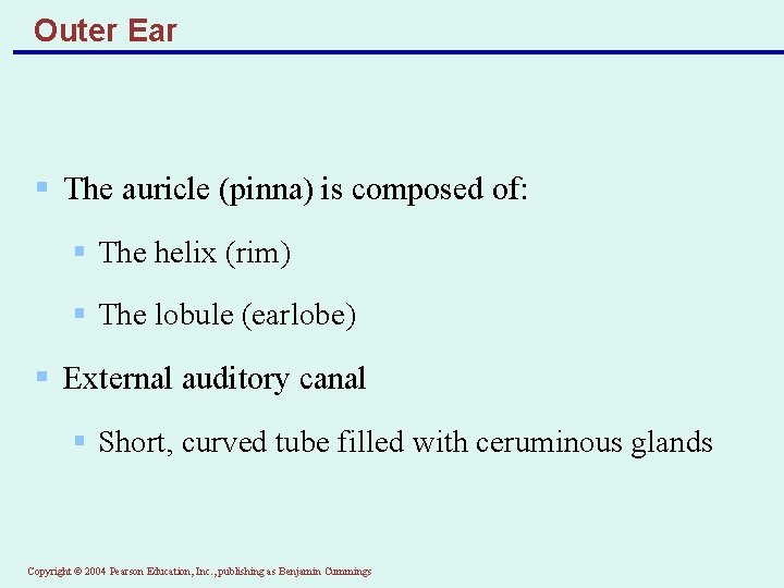 Outer Ear § The auricle (pinna) is composed of: § The helix (rim) §