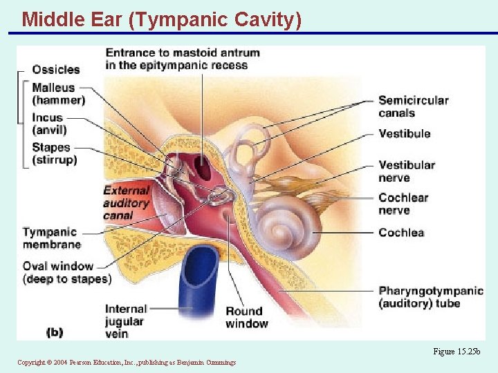 Middle Ear (Tympanic Cavity) Figure 15. 25 b Copyright © 2004 Pearson Education, Inc.