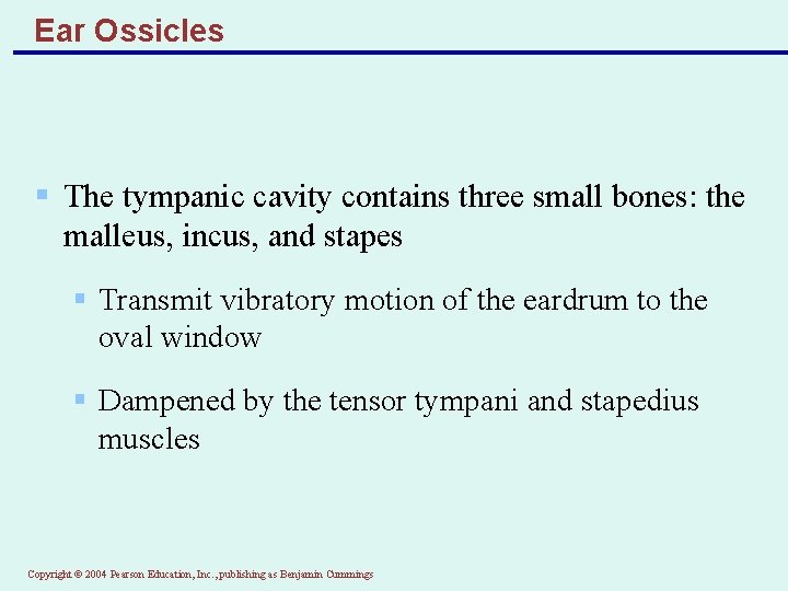 Ear Ossicles § The tympanic cavity contains three small bones: the malleus, incus, and