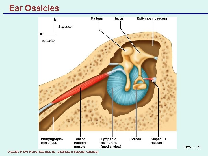 Ear Ossicles Figure 15. 26 Copyright © 2004 Pearson Education, Inc. , publishing as