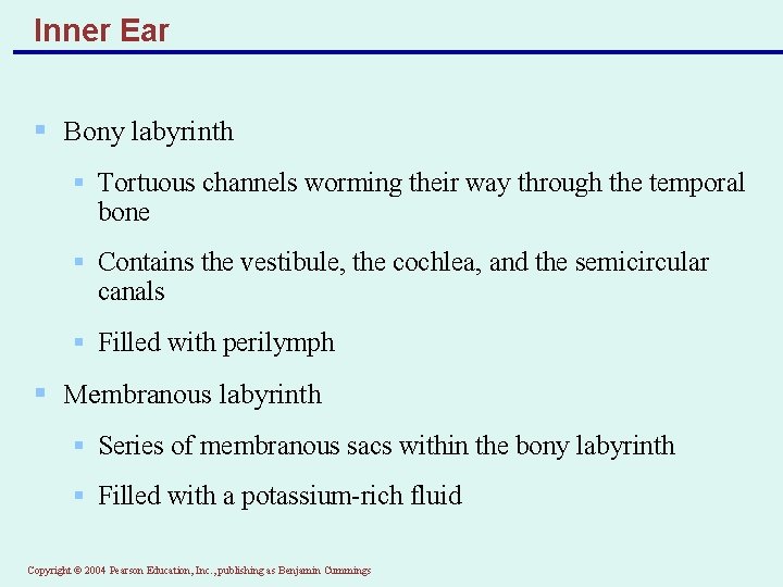 Inner Ear § Bony labyrinth § Tortuous channels worming their way through the temporal