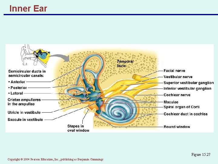 Inner Ear Figure 15. 27 Copyright © 2004 Pearson Education, Inc. , publishing as