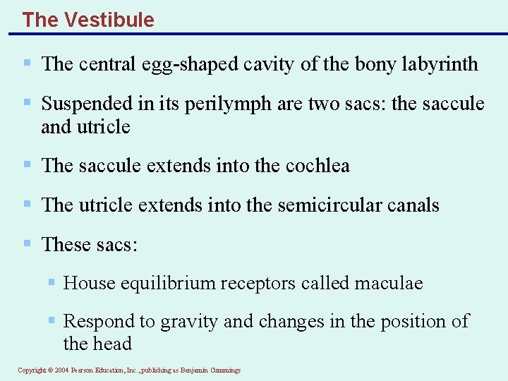 The Vestibule § The central egg-shaped cavity of the bony labyrinth § Suspended in