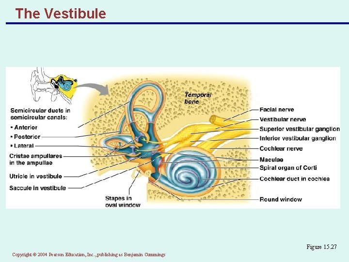 The Vestibule Figure 15. 27 Copyright © 2004 Pearson Education, Inc. , publishing as