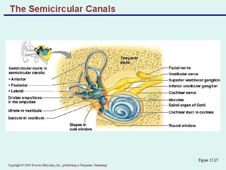 The Semicircular Canals Figure 15. 27 Copyright © 2004 Pearson Education, Inc. , publishing