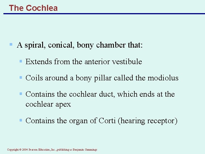 The Cochlea § A spiral, conical, bony chamber that: § Extends from the anterior