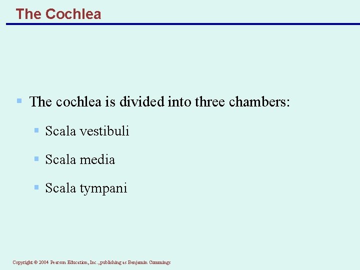 The Cochlea § The cochlea is divided into three chambers: § Scala vestibuli §