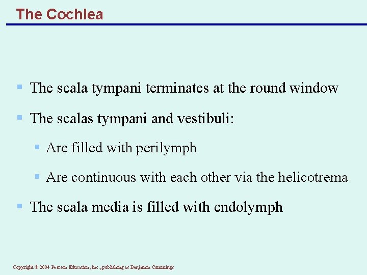 The Cochlea § The scala tympani terminates at the round window § The scalas
