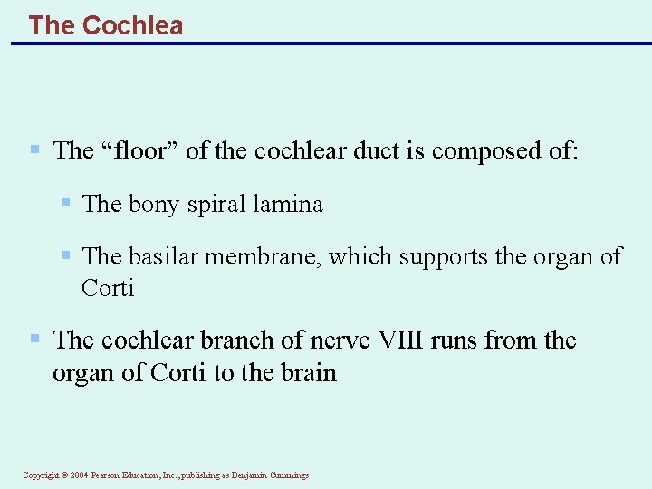 The Cochlea § The “floor” of the cochlear duct is composed of: § The