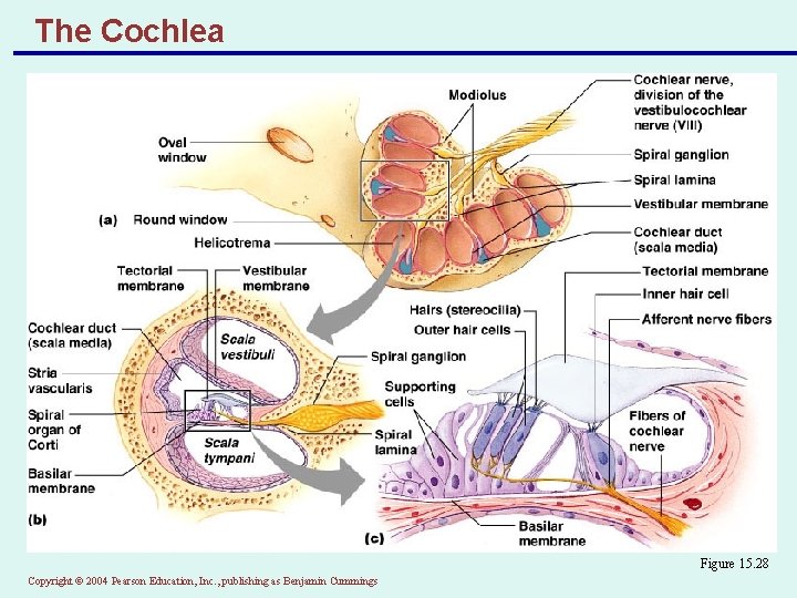 The Cochlea Figure 15. 28 Copyright © 2004 Pearson Education, Inc. , publishing as