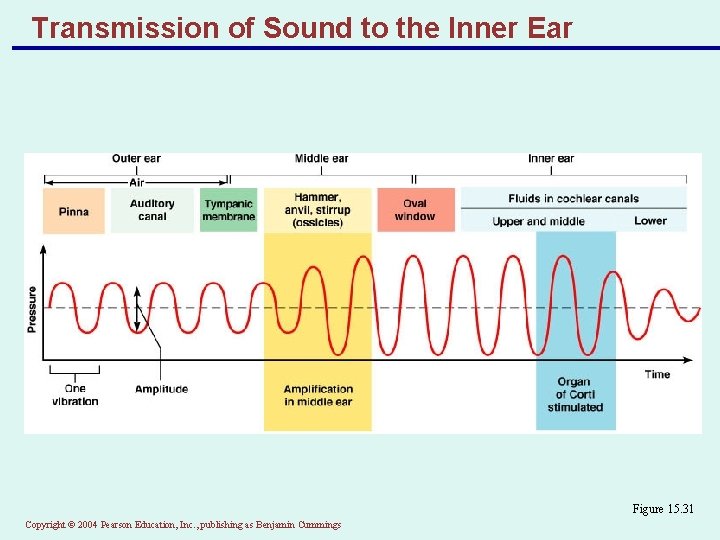 Transmission of Sound to the Inner Ear Figure 15. 31 Copyright © 2004 Pearson