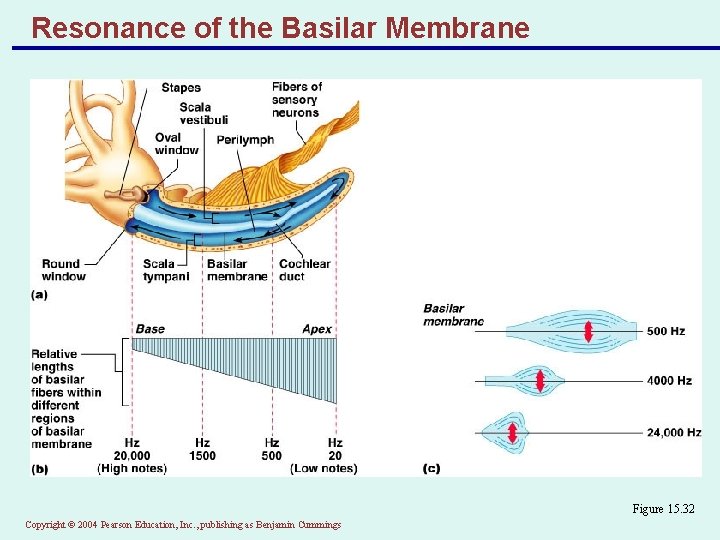 Resonance of the Basilar Membrane Figure 15. 32 Copyright © 2004 Pearson Education, Inc.