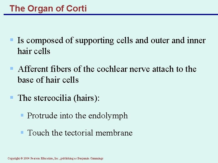 The Organ of Corti § Is composed of supporting cells and outer and inner
