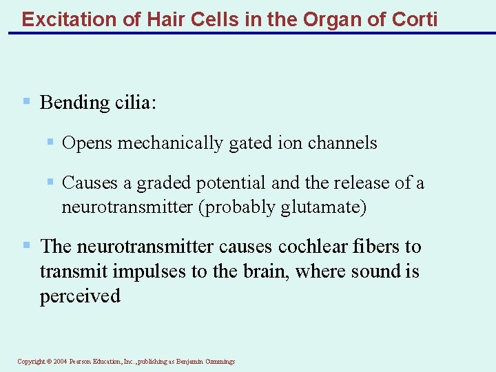 Excitation of Hair Cells in the Organ of Corti § Bending cilia: § Opens