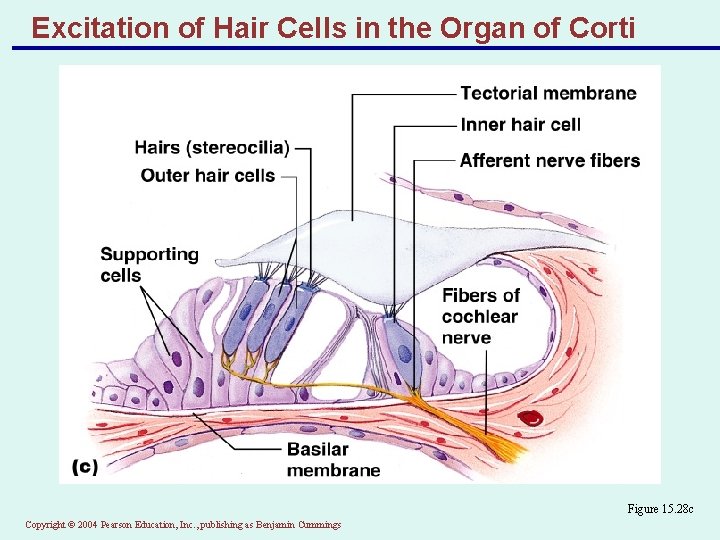 Excitation of Hair Cells in the Organ of Corti Figure 15. 28 c Copyright