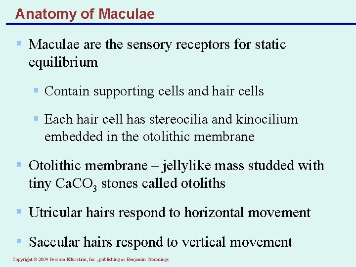 Anatomy of Maculae § Maculae are the sensory receptors for static equilibrium § Contain