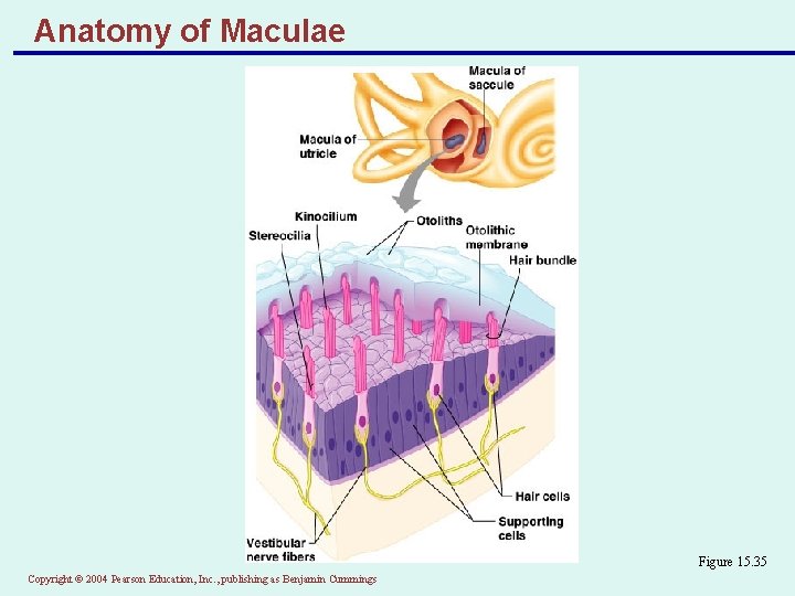 Anatomy of Maculae Figure 15. 35 Copyright © 2004 Pearson Education, Inc. , publishing