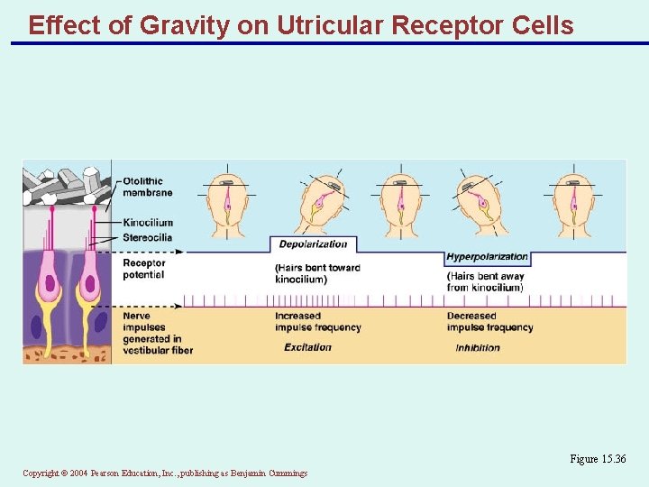 Effect of Gravity on Utricular Receptor Cells Figure 15. 36 Copyright © 2004 Pearson