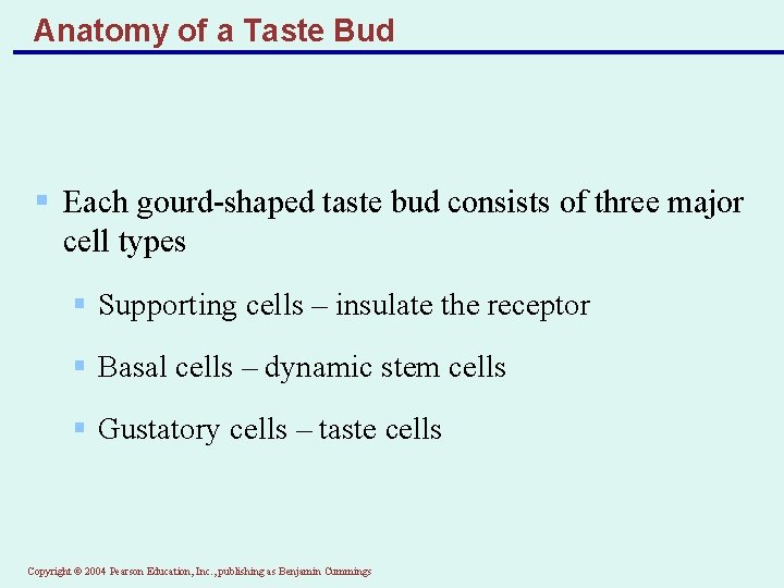 Anatomy of a Taste Bud § Each gourd-shaped taste bud consists of three major