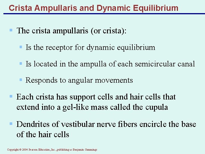 Crista Ampullaris and Dynamic Equilibrium § The crista ampullaris (or crista): § Is the