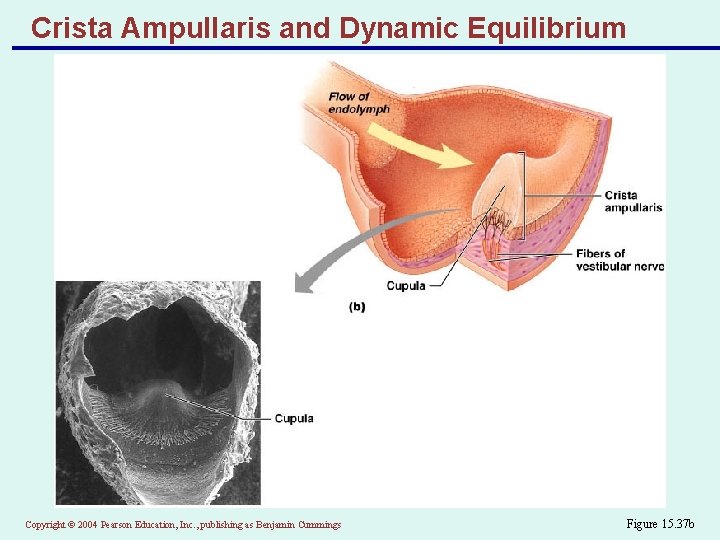 Crista Ampullaris and Dynamic Equilibrium Copyright © 2004 Pearson Education, Inc. , publishing as