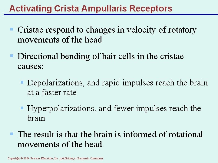Activating Crista Ampullaris Receptors § Cristae respond to changes in velocity of rotatory movements