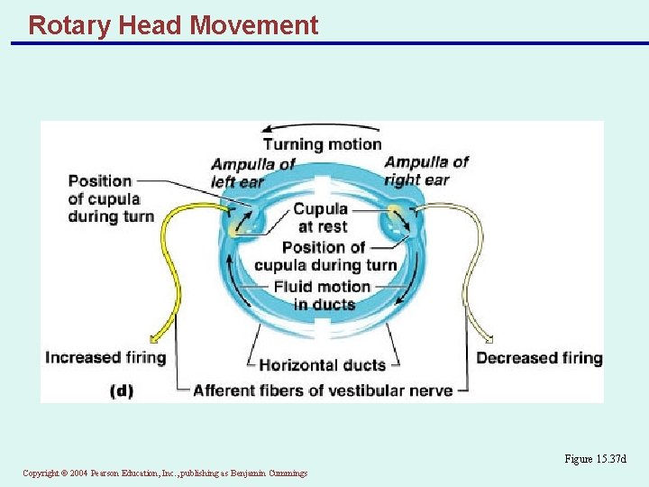 Rotary Head Movement Figure 15. 37 d Copyright © 2004 Pearson Education, Inc. ,
