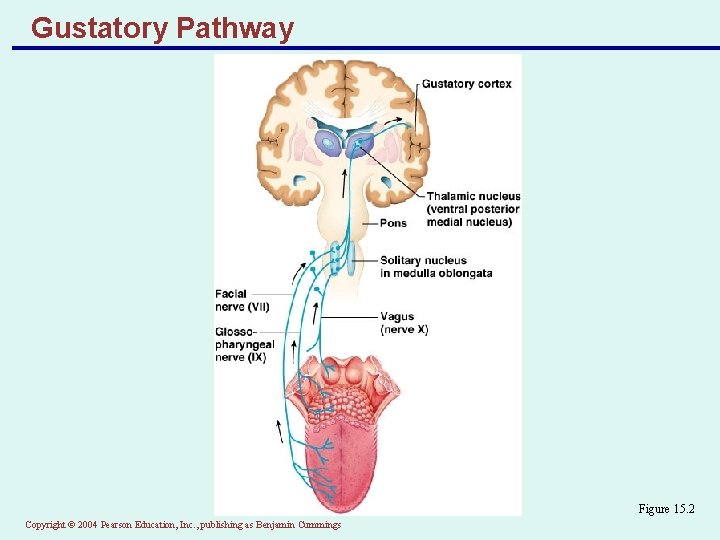 Gustatory Pathway Figure 15. 2 Copyright © 2004 Pearson Education, Inc. , publishing as