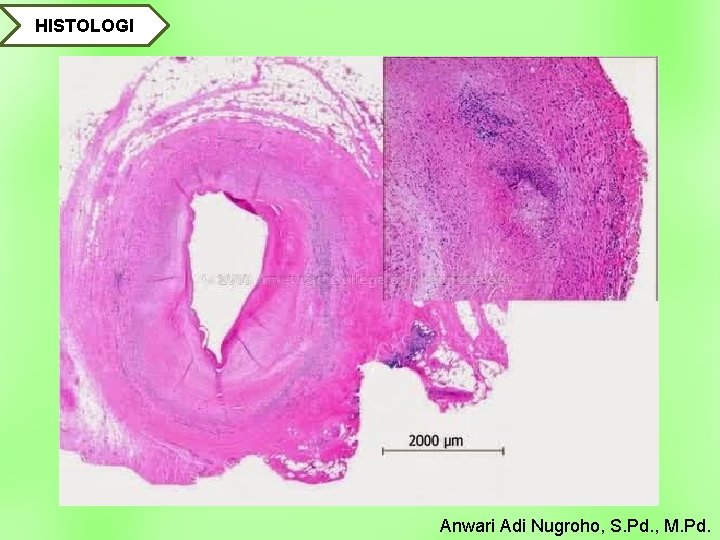 HISTOLOGI Anwari Adi Nugroho, S. Pd. , M. Pd. 