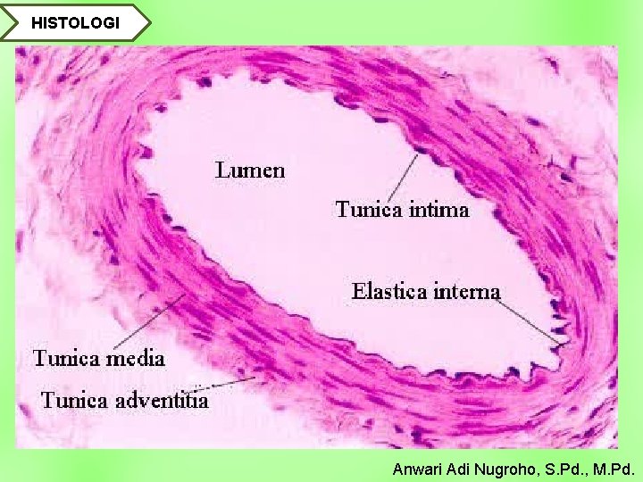 HISTOLOGI Anwari Adi Nugroho, S. Pd. , M. Pd. 