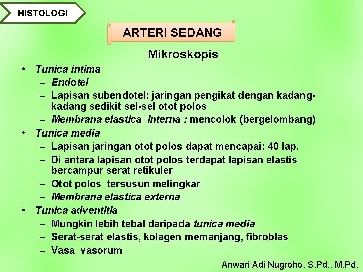 HISTOLOGI ARTERI SEDANG Mikroskopis • Tunica intima – Endotel – Lapisan subendotel: jaringan pengikat