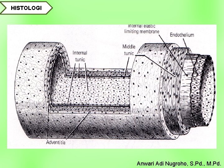 HISTOLOGI Anwari Adi Nugroho, S. Pd. , M. Pd. 