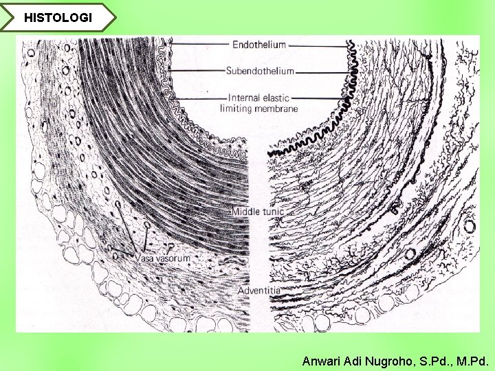 HISTOLOGI Anwari Adi Nugroho, S. Pd. , M. Pd. 