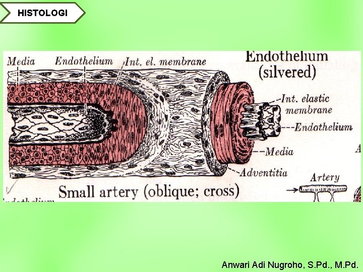 HISTOLOGI Anwari Adi Nugroho, S. Pd. , M. Pd. 