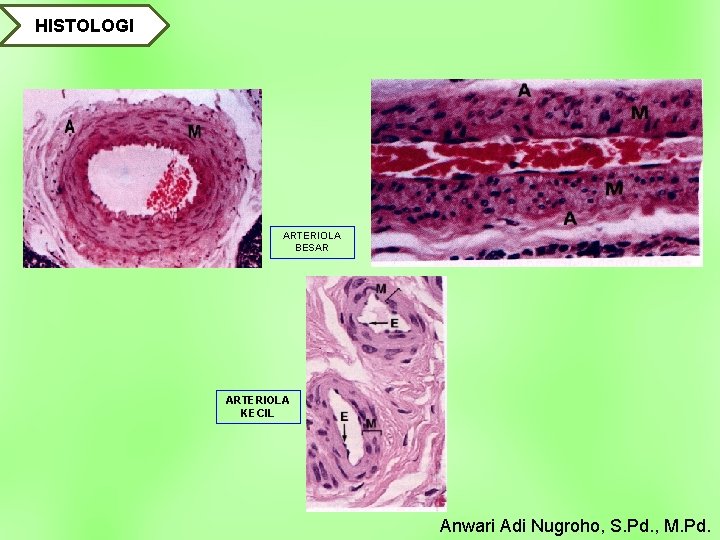 HISTOLOGI ARTERIOLA BESAR ARTERIOLA KECIL Anwari Adi Nugroho, S. Pd. , M. Pd. 