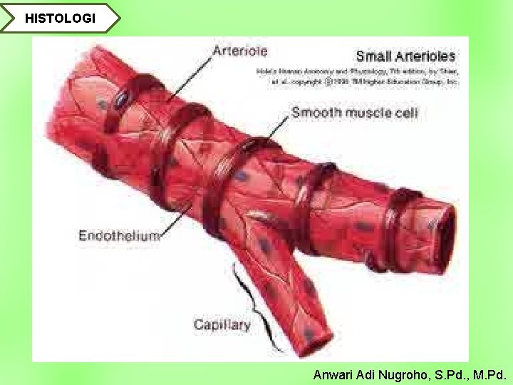 HISTOLOGI Anwari Adi Nugroho, S. Pd. , M. Pd. 