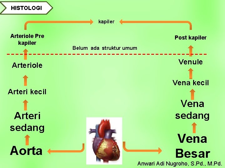 HISTOLOGI kapiler Arteriole Pre kapiler Arteriole Post kapiler Belum ada struktur umum Venule Vena