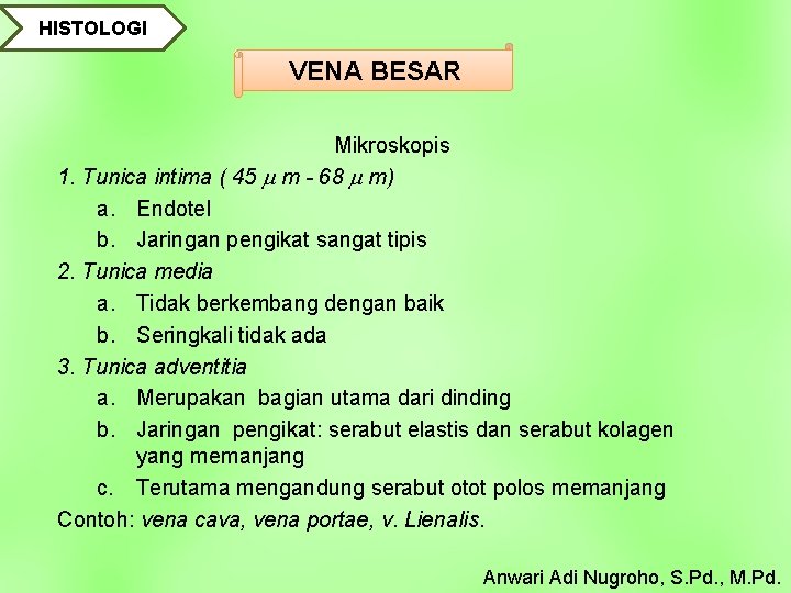 HISTOLOGI VENA BESAR Mikroskopis 1. Tunica intima ( 45 m - 68 m) a.