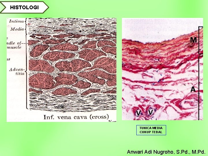 HISTOLOGI TUNICA MEDIA CUKUP TEBAL Anwari Adi Nugroho, S. Pd. , M. Pd. 