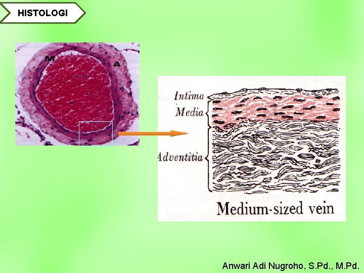 HISTOLOGI Anwari Adi Nugroho, S. Pd. , M. Pd. 