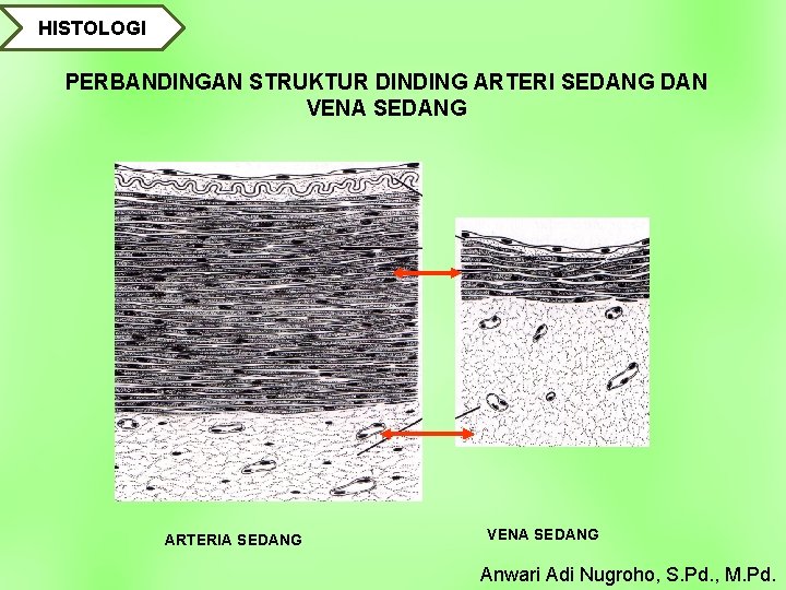 HISTOLOGI PERBANDINGAN STRUKTUR DINDING ARTERI SEDANG DAN VENA SEDANG ARTERIA SEDANG VENA SEDANG Anwari