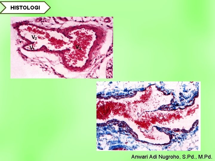 HISTOLOGI Anwari Adi Nugroho, S. Pd. , M. Pd. 