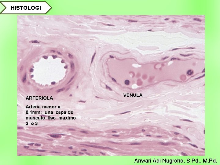 HISTOLOGI Anwari Adi Nugroho, S. Pd. , M. Pd. 