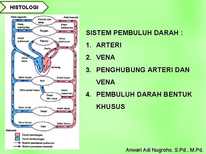 HISTOLOGI SISTEM PEMBULUH DARAH : 1. ARTERI 2. VENA 3. PENGHUBUNG ARTERI DAN VENA