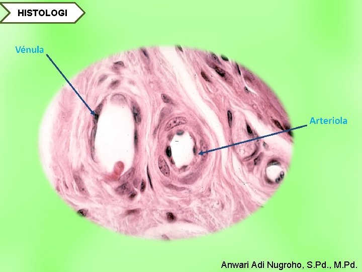 HISTOLOGI Anwari Adi Nugroho, S. Pd. , M. Pd. 