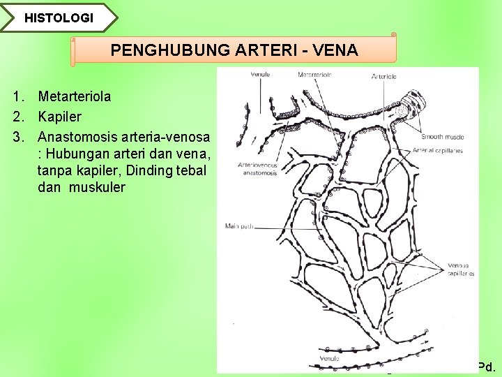 HISTOLOGI PENGHUBUNG ARTERI - VENA 1. Metarteriola 2. Kapiler 3. Anastomosis arteria-venosa : Hubungan