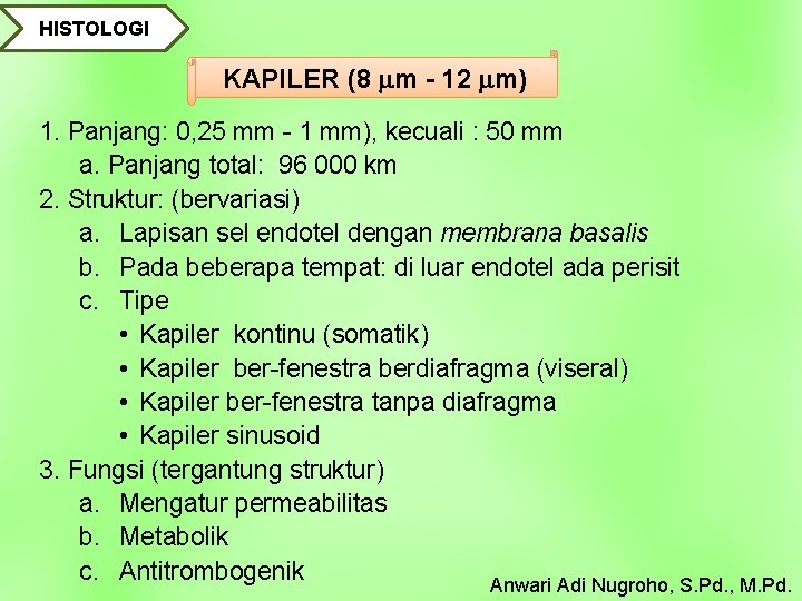 HISTOLOGI KAPILER (8 m - 12 m) 1. Panjang: 0, 25 mm - 1