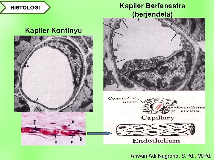 HISTOLOGI Kapiler Berfenestra (berjendela) Kapiler Kontinyu Anwari Adi Nugroho, S. Pd. , M. Pd.