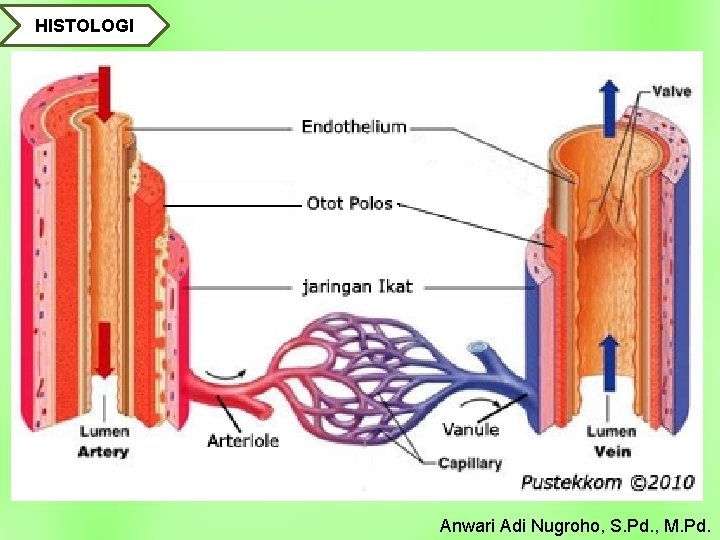 HISTOLOGI Anwari Adi Nugroho, S. Pd. , M. Pd. 