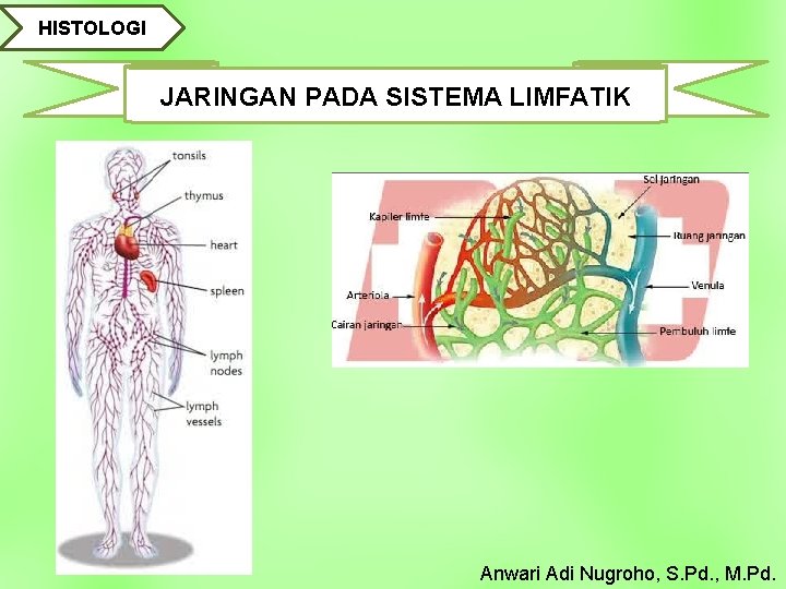 HISTOLOGI JARINGAN PADA SISTEMA LIMFATIK Anwari Adi Nugroho, S. Pd. , M. Pd. 